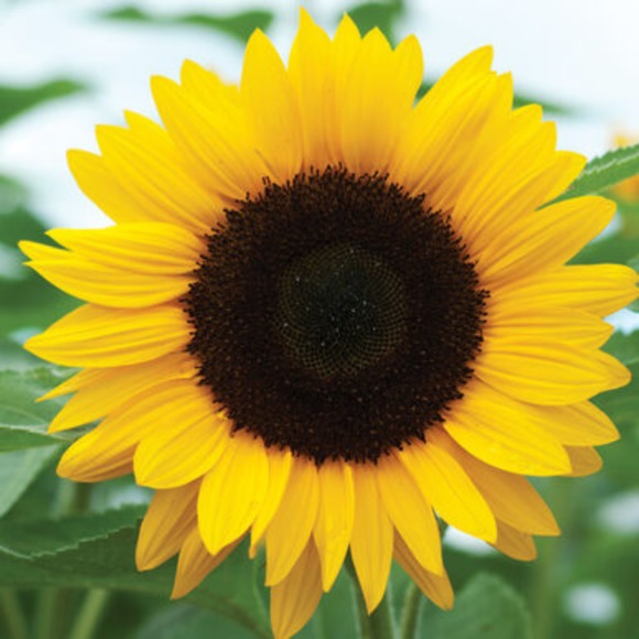sunflower75003